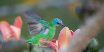 Jardim Botânico de Poços abre inscrições para concurso de fotografia