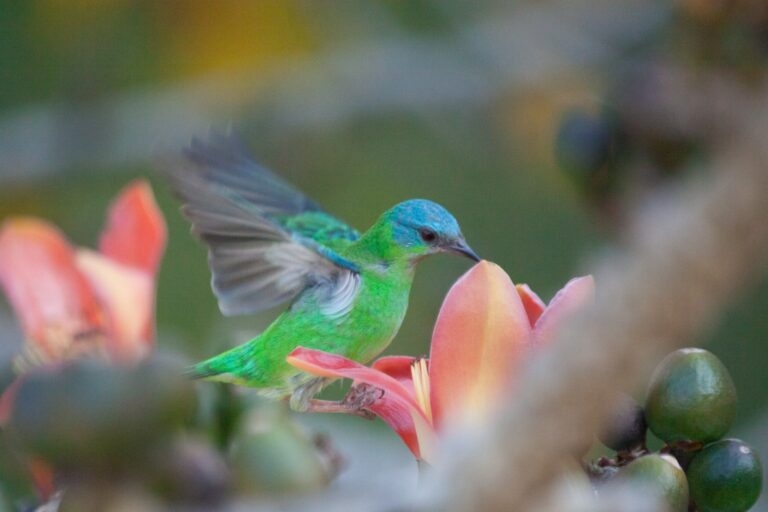 Jardim Botânico de Poços abre inscrições para concurso de fotografia