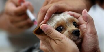 Vacinação antirrábica chega à última etapa na área central de Poços