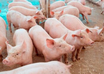 Preço do suíno cai 32% em Minas 