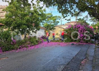 Árvore cai na região central de Poços de Caldas