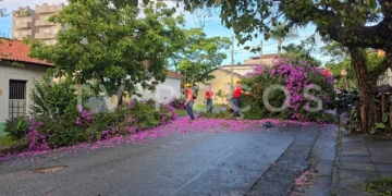 Árvore cai na região central de Poços de Caldas