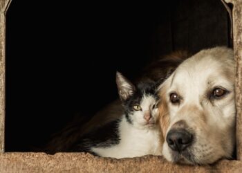 Feira de adoção de cães e gatos acontece domingo em Poços