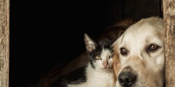 Feira de adoção de cães e gatos acontece domingo em Poços