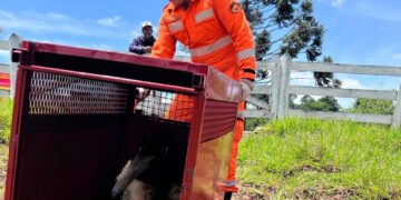 Tamanduá-bandeira é capturado pelos bombeiros na região