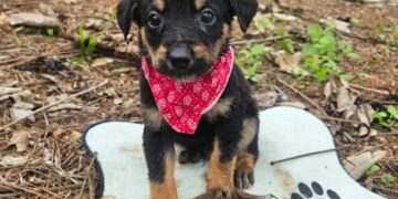 Abrigo Municipal promove feira de adoção de cães em Poços de Caldas