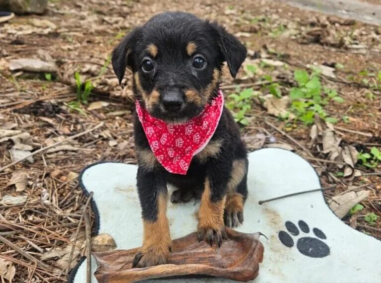Abrigo Municipal promove feira de adoção de cães em Poços de Caldas