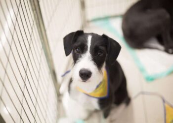 Feira de adoção de cães e gatos será realizada neste domingo em Poços