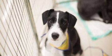 Feira de adoção de cães e gatos será realizada neste domingo em Poços