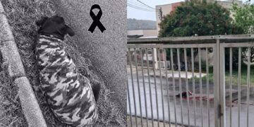Cadela comunitária é atropelada em Poços de Caldas e moradores pedem justiça