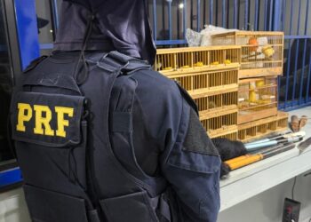 PRF apreende 16 aves silvestres transportadas irregularmente em Poços