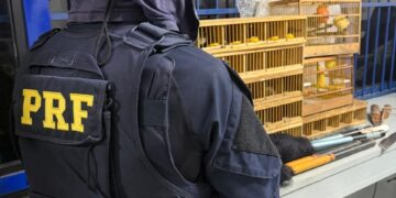 PRF apreende 16 aves silvestres transportadas irregularmente em Poços