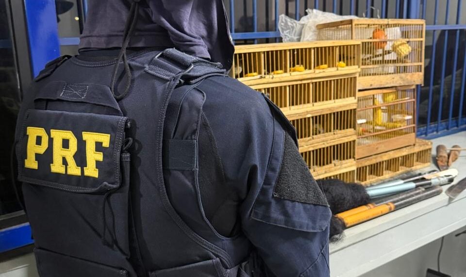PRF apreende 16 aves silvestres transportadas irregularmente em Poços