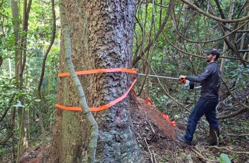 Estudo revela segredo de árvores centenárias 