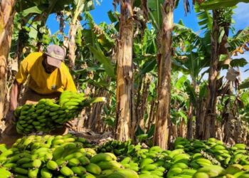 Fruticultura avança em Minas Gerais 