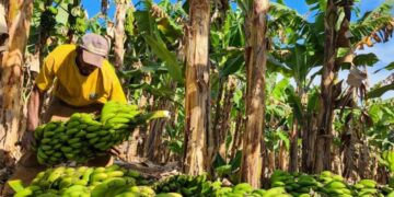 Fruticultura avança em Minas Gerais 