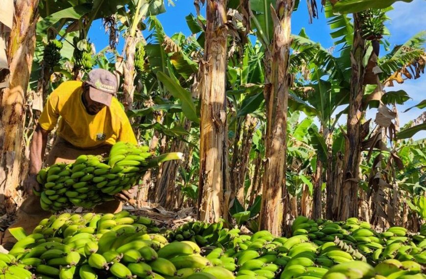 Fruticultura avança em Minas Gerais 